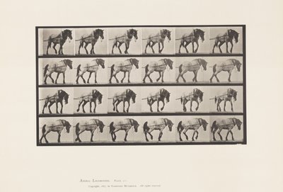 Skylt 570.Hauling;Dark-Gray Belgian Horse Hansel, 1885 av Eadweard Muybridge