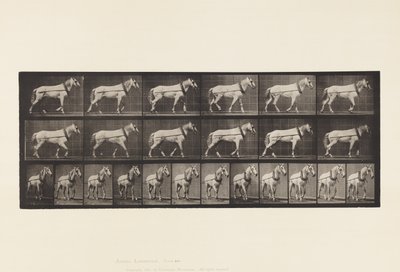 Skylt 571.Hauling;Ljusgrå Mare Johnson, 1885 av Eadweard Muybridge