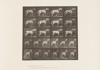 Plåt 572.Hulning; Huvudet dras; Ljusgrå sto, 1885 av Eadweard Muybridge
