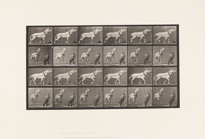Plåt 573. Dragning; Man som drar i huvudet; Ljusgrå sto, 1885 av Eadweard Muybridge