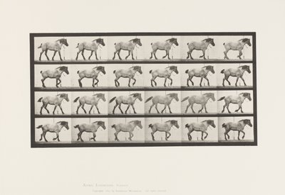 Tallrik 574.Gående; Fri; Mörkgrå belgisk häst Hansel, 1885 av Eadweard Muybridge