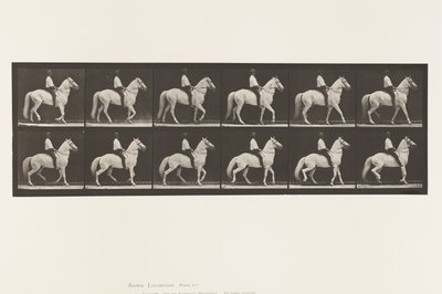 Tallrik 577.Gående; Sadel; Oregelbunden; White Horse Clinton, 1885 av Eadweard Muybridge