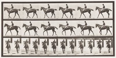 Tallrik 580.Gående; Sadel; Fullblods Bay Mare Annie G., 1885 av Eadweard Muybridge