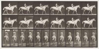 Tavla 581.Walking;Bareback;Rider,43, Naken; Ljusgrå häst Smith, 1885 av Eadweard Muybridge