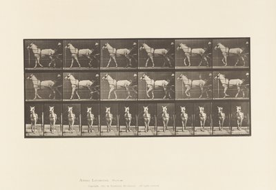 Tallrik 586.Gående; Sulky; Ljusgrå sto, Katydid, 1885 av Eadweard Muybridge