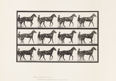 Tallrik 588.Gående; Sulky; Bay Horse Reuben, 1885 av Eadweard Muybridge
