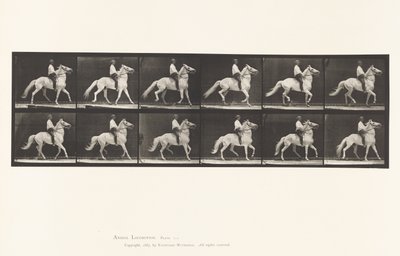 Plåt 589.Ambling av Eadweard Muybridge