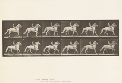 Plåt 590.Ambling av Eadweard Muybridge