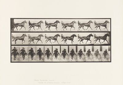 Tavla 594. Gungande (Pacing): Sulky; Brun häst Pronto av Eadweard Muybridge