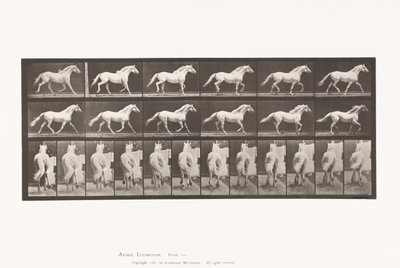 Tallrik 596. Trav; Fri; Ljusgrå hästörn av Eadweard Muybridge