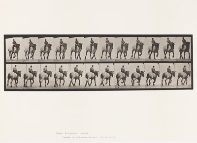 Tallrik 599. Trav; Barbacka; Mörkgrå Dusel av Eadweard Muybridge
