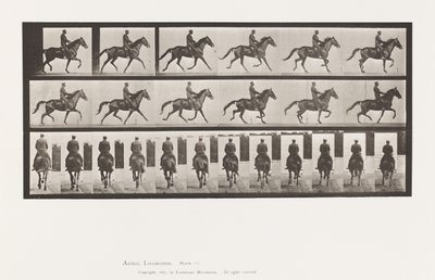 Tallrik 601. Trav; Sadel; Brown Mare Beauty av Eadweard Muybridge