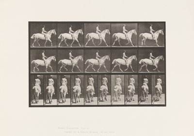 Tallrik 603. Trav; Sadel; Ride, 43, bred, ljusgrå häst Smith av Eadweard Muybridge