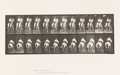 Tallrik 604. Trav; Sadel; White Horse, Elberon av Eadweard Muybridge