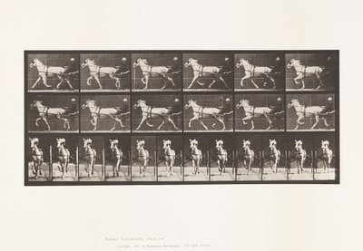 Tallrik 610. Trav; Sulky; Grey Mare, Katydid av Eadweard Muybridge