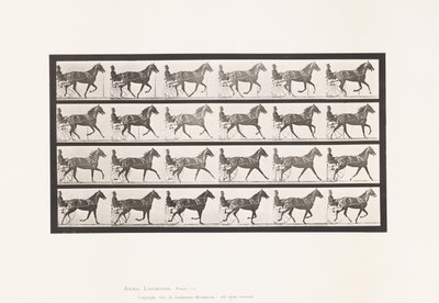 Tallrik 614. Trav; Bryta till galopp; Sorrel Sto Flode Holden av Eadweard Muybridge