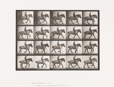 Tallrik 615. Galopp: Barbacka; Mörkgrå belgisk häst Hansel av Eadweard Muybridge