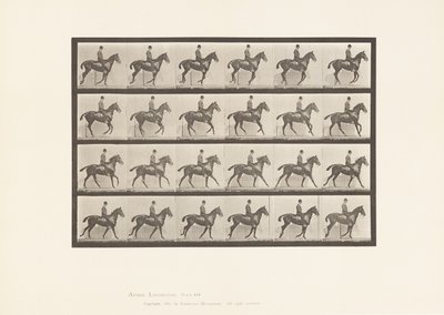 Tavla 616. Galopp; Sadel; Bay Horse Daisy av Eadweard Muybridge