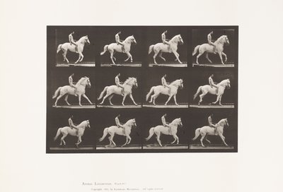 Tavla 617. Galopp; Barbacka; Ryttare, 106, naken; White Horse Clinton, 1885 av Eadweard Muybridge