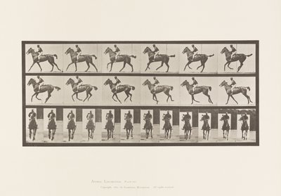 Tavla 621. Galopp; Sadel; Fullblods Bay Mare Annie 6 av Eadweard Muybridge