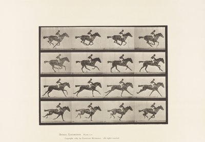 Tallrik 626. Galopp; Fullblods Bay Mare Annie G. av Eadweard Muybridge