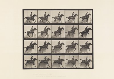 Plåt 638. Hoppa ett hinder; Sadel; Bay Horse Daisy av Eadweard Muybridge