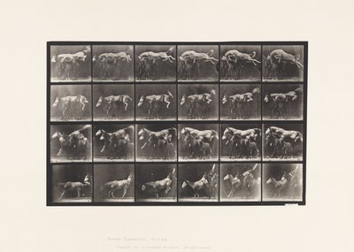 Tallrik 648. Hoppa över tre hästar; A,B; Kastanj hästbålgeting av Eadweard Muybridge