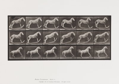 Tallrik 649.A, Hornet, Rocking; B, Eagle, Rolling Barrel, Etc. av Eadweard Muybridge