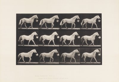 Tallrik 650. Går med en hink i munnen; Ljusgrå häst av Eadweard Muybridge