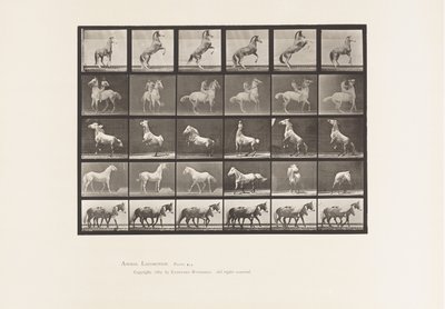 Plåt 652. A, B, C, D, E, Hästuppfödning m.m. av Eadweard Muybridge