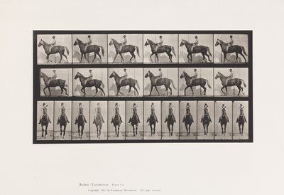 Tallrik 654. Gång; Sadel; Lama, höger framfot;Häst-Buckskinn av Eadweard Muybridge