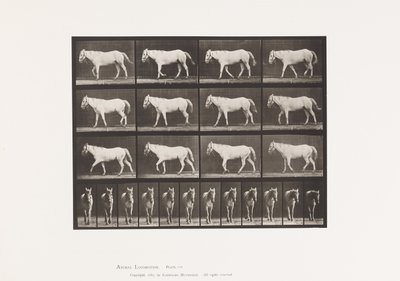 Tallrik 656. Gång; Fri; Ossifikation av brosk av Eadweard Muybridge