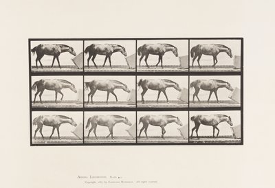 Tallrik 657. Rulla en låda; Ponny, Lotta av Eadweard Muybridge