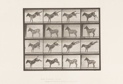 Tallrik 658. Mula; A, sparkar; B, sparkar Ruth av Eadweard Muybridge