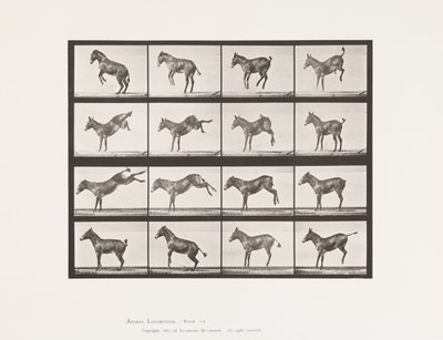Tallrik 659. Mula; A, B, Bucking och Kicking; Ruth av Eadweard Muybridge
