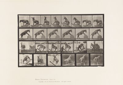 Tallrik 660. Mula; Diverse föreställningar Denver av Eadweard Muybridge