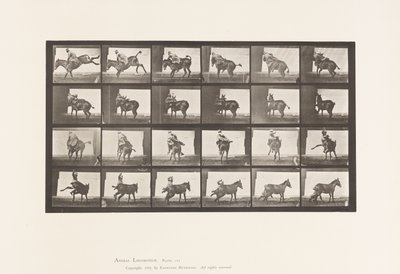 Tallrik 661. Mula; A, B, Ett eldfast djur Ruth av Eadweard Muybridge