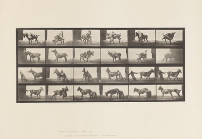 Tallrik 662. Mula; A, B, Ett eldfast djur Denver av Eadweard Muybridge