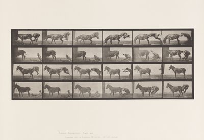 Tallrik 663. Mula; A, B, Ett eldfast djur Denver av Eadweard Muybridge