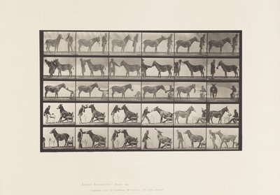Tallrik 664. Mula; Olika föreställningar; vid ett bord osv. av Eadweard Muybridge