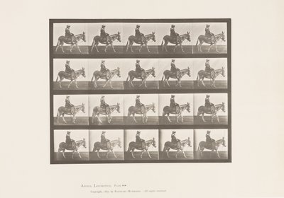 Tallrik 666. Ass; Gående; Sadel; En flicka som rider, Zoo av Eadweard Muybridge