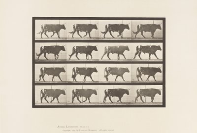 Tallrik 669. Oxe; Gående av Eadweard Muybridge