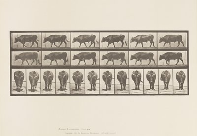Tallrik 670. Ox; Gående av Eadweard Muybridge