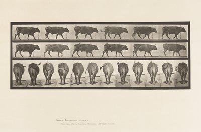 Tallrik 671. Ox; Gående av Eadweard Muybridge