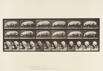 Tavla 673. Sugga; Gående av Eadweard Muybridge