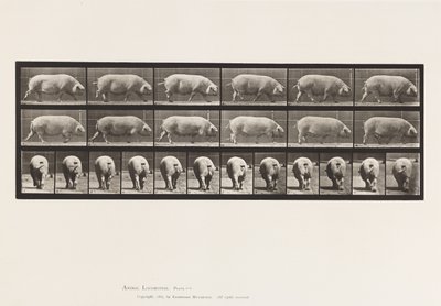 Tavla 674. Sugga; Gående av Eadweard Muybridge