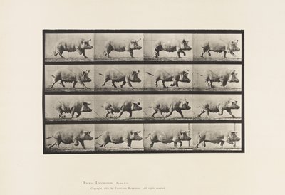 Tavla 675. Sugga; Trav av Eadweard Muybridge