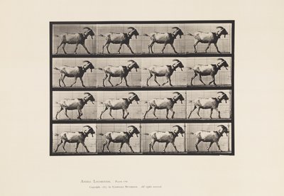 Tavla 676. Get; Gående av Eadweard Muybridge