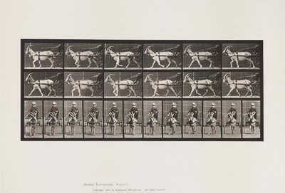 Tallrik 678. Get; Trav, i Sulky av Eadweard Muybridge