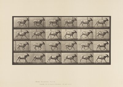 Tallrik 679. Get; Galopperande av Eadweard Muybridge